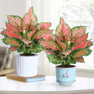 如意皇后花盆栽吉利红桌面植物室内绿植花卉好养四季玛丽安万年青