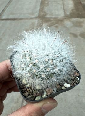 丽光殿仙人球开花室内扎手盆栽阳台办公室防辐射好养绿植实生新款