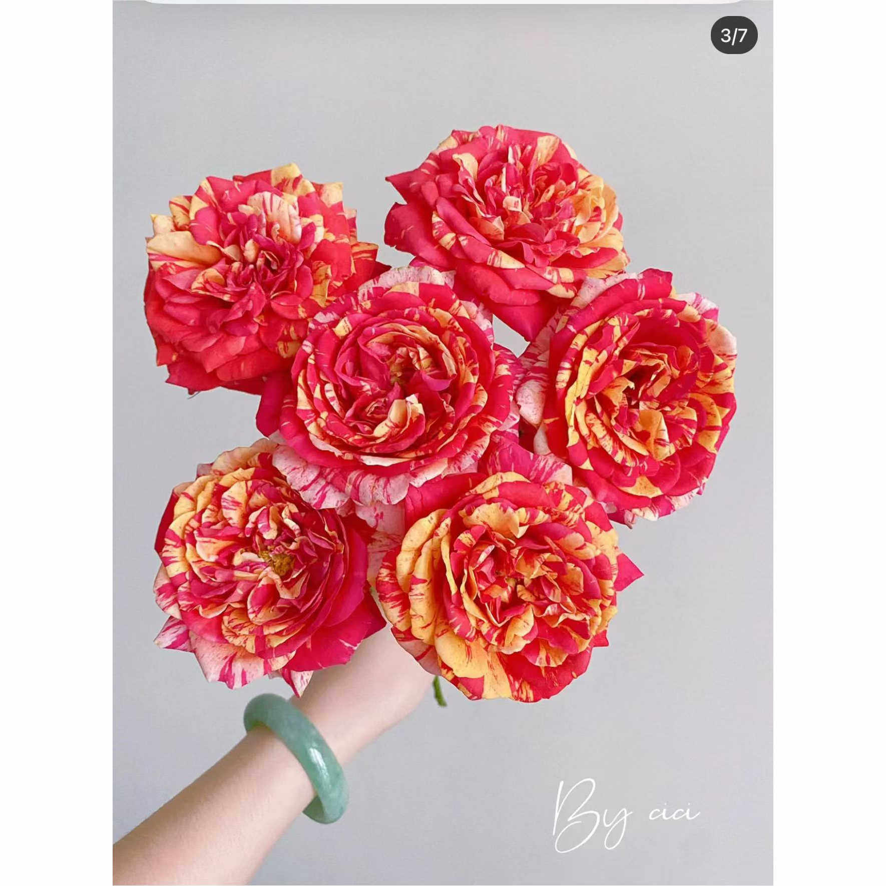 戏法科德娜  橙、红条纹 灌木月季大花 盆栽庭院阳台花卉