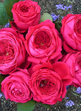 双人芭蕾月季花苗大花红色包子花期长淡香庭院阳台花卉绿植物