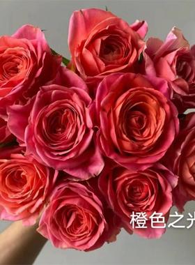橙色之光  月季花苗 大花灌木勤花直立切花阳台庭院盆栽花卉