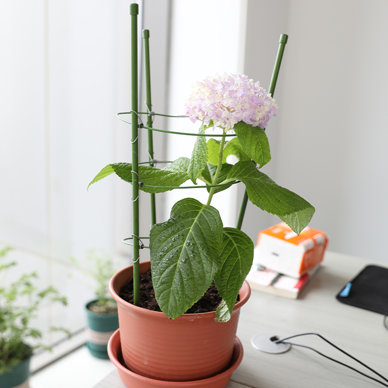 植物爬架 爬藤架 丝瓜架豆角架子黄瓜瓜架家用户外阳台花月季绿萝