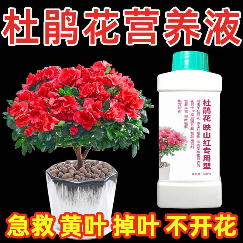 杜鹃花专用营养液喜酸性植物皋月泣血高山杜鹃花肥料专用肥叶面肥图片