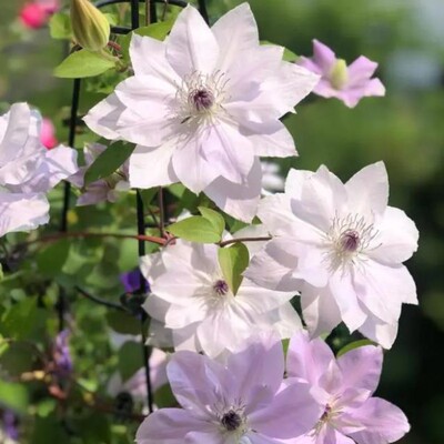 【花芬坊】倒影铁线莲盆栽爬藤植物小中大苗3类耐热大花藤本花卉