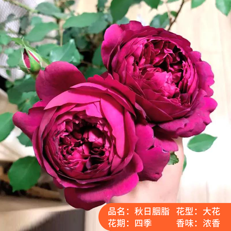 月季花苗果汁阳台玫瑰特大花浓香欧月四季开花卉盆栽植物庭院阳台