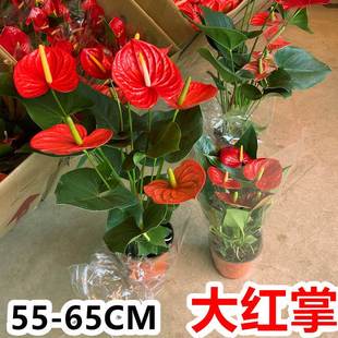 大盆火鹤花盆栽绿植物大型高大鸿运当头大叶大花室内前台桌面开花