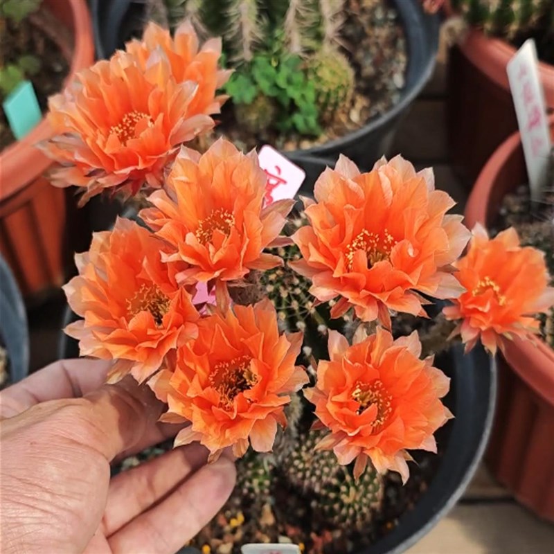 多品种仙人球席杂23飞碟灯开花复色四季开花重瓣彩草仙人球