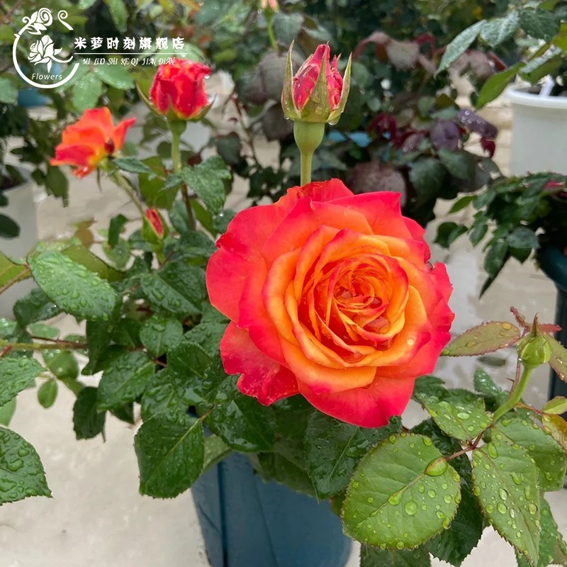 火焰月季花苗四季浓香灌木大花苗阳台盆栽庭院地栽切花玫瑰花欧月