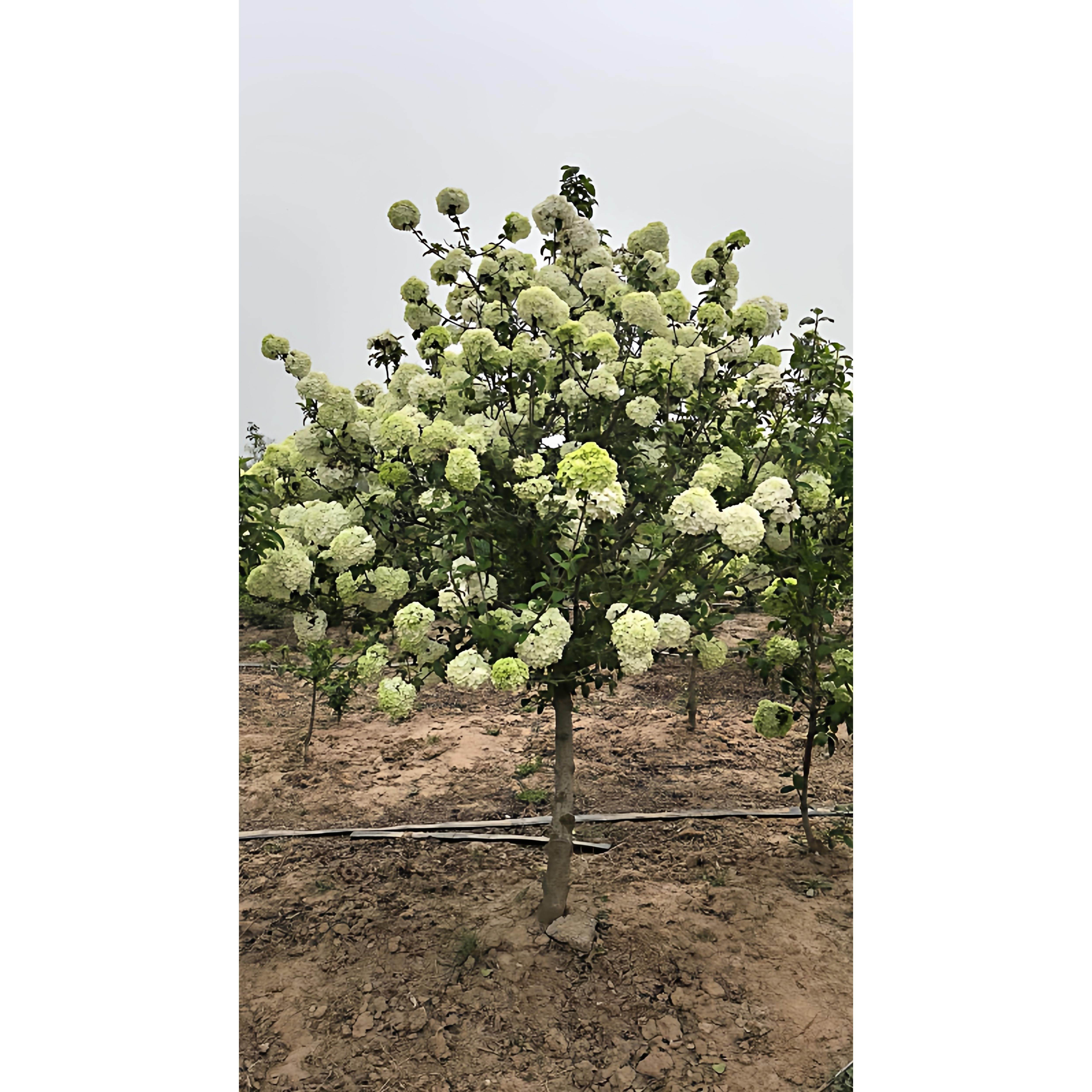 中华木绣球斗球耐寒花卉盆栽欧洲木绣球树苗绣球花苗
