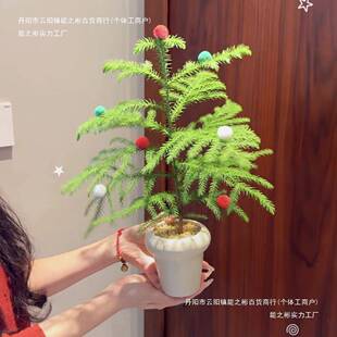 天10077232竺少女杉土培柳盆栽南洋杉诞平替耐养办圣公树室客厅装