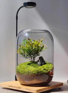 生藓命树赤之楠微景观玻璃苔生态植物WRG绿植件造景桌面创意摆办