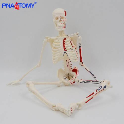 45cm彩骨色人体骼模型肌肉起止点架四肢可850活动骨艺用教学头骨