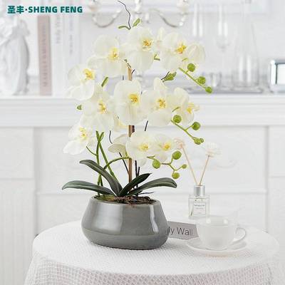 蝴蝶兰真花VHP装盆栽绢套花盆景店假花仿客厅茶几装饰假花摆酒件