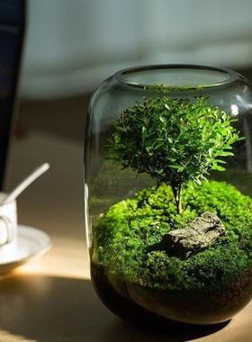命之树真植栽物懒人苔藓微景观生HDT送礼生办公室养鱼盆宿舍植物