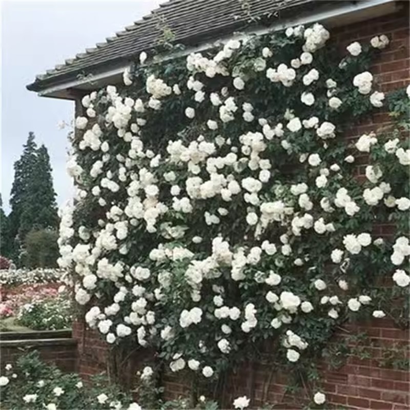 大型藤本白色月季花苗藤冰山阳台庭院四季爬藤蔷薇玫瑰大苗长势快