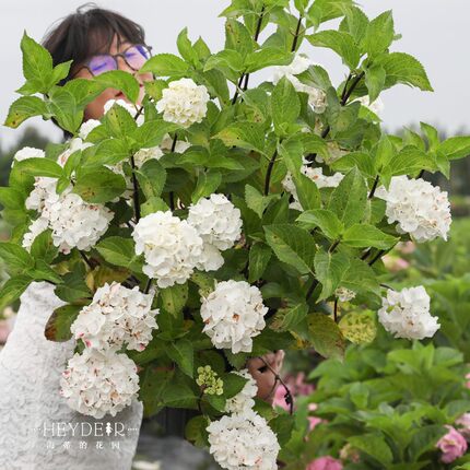 海蒂的花园黑金刚白色大花绣球八仙花室外阳台庭院花卉植物盆栽苗