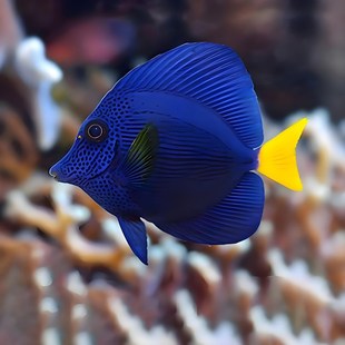 蓝吊七彩大帆天狗粉蓝紫三角黄狐狸海水观赏鱼活体小丑鱼吊类合集