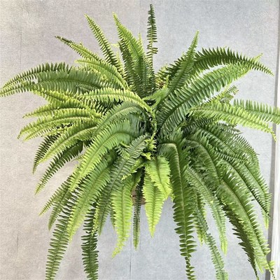马来波斯蕨 蕨类植物室内净化空气吸收甲醛欧式ins风