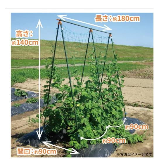 户外丝瓜爬藤架植物菜园支架攀藤植物架子攀爬黄瓜架杆丝瓜爬藤架