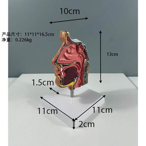 人解剖模型骨骼人体鼻864科鼻子腔结构解剖耳鼻喉模型体C
