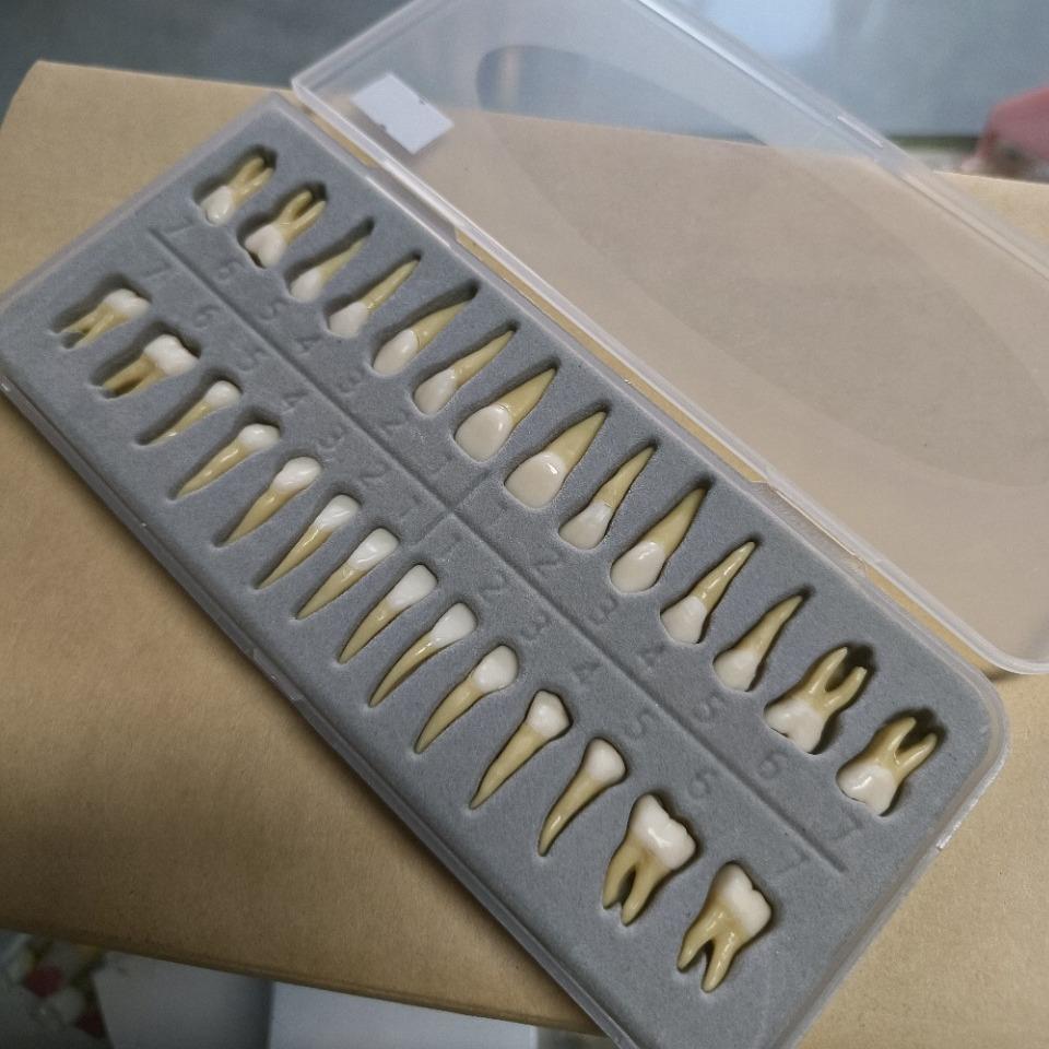 牙科模型8双颗牙色32071恒牙有牙根离体牙2模型成人全口标准齿模