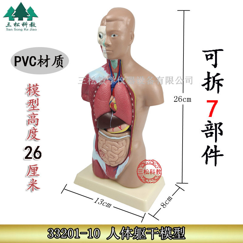 26CM躯干模型 人体躯干带7件内脏背解 人体半身模型 教学