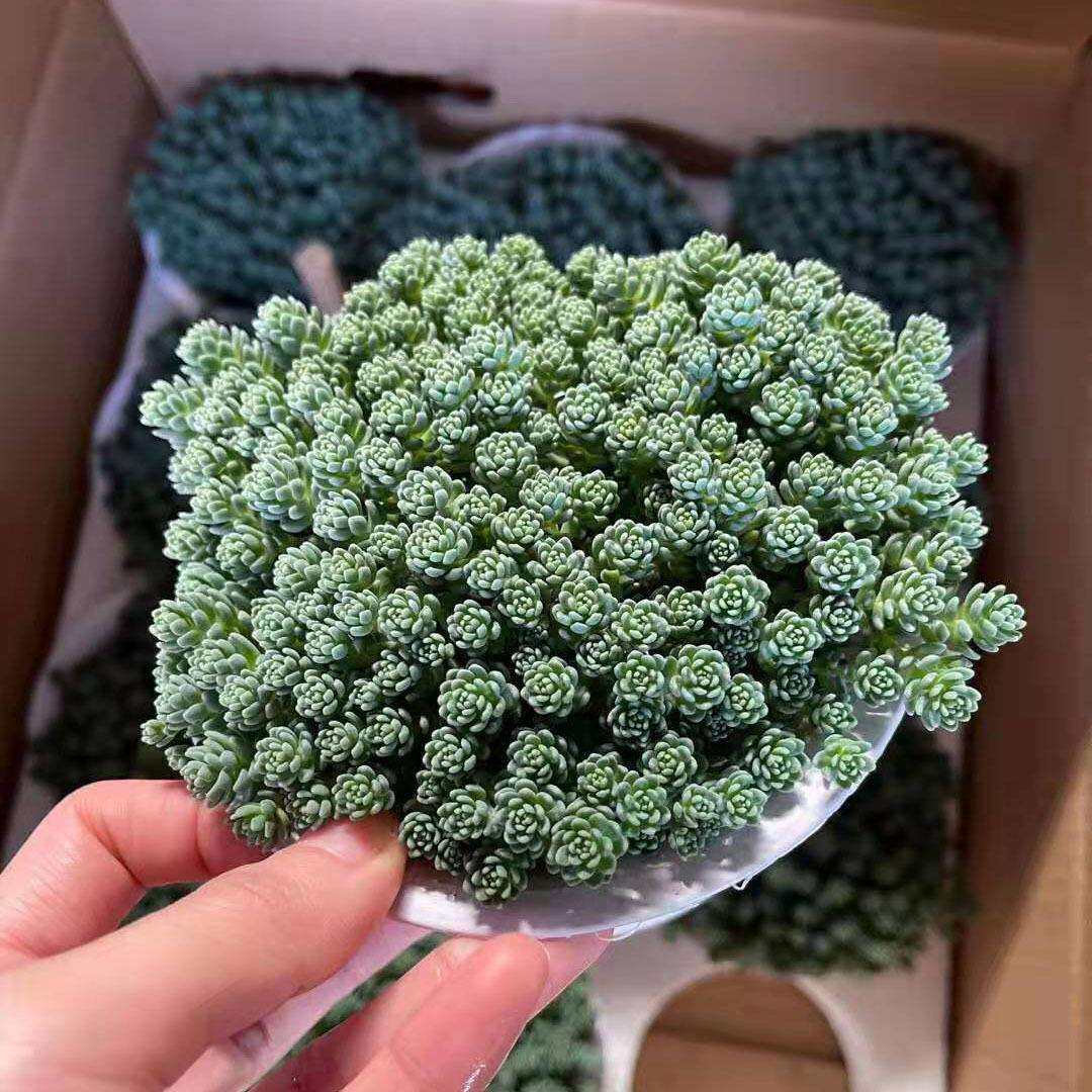 家居多肉植物花卉盆栽绿植花卉盆栽140旋叶姬心美人