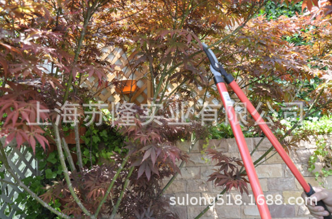 沃施粗枝剪1261 摘果修剪枯枝高枝剪刀 适用绿化园林园艺工具