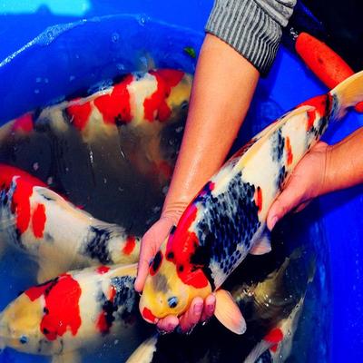 2023年纯种御三家红白,昭和三色，大正三色锦鲤绯写白写锦鲤