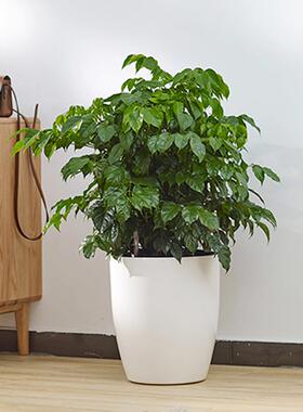 花植爱人花盆客圆懒形大号白色塑料北欧厅自吸水人lu-5懒花盆