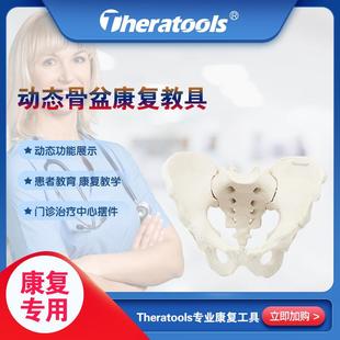 Theratools动态骨盆模型教具可活动女性功能展示孕产后修康复教学