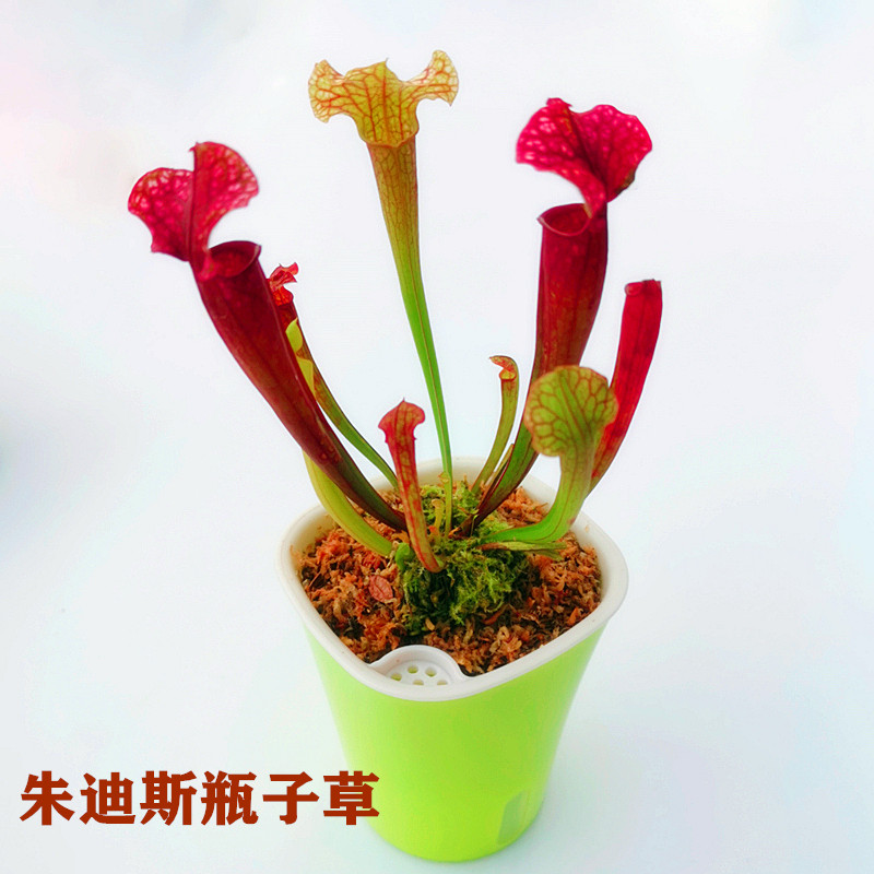 捕蝇草猪笼草食虫草植物食人花捕蚊草食蚊草超大捕虫草趣味盆栽