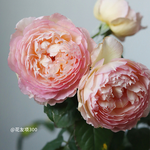 【玉碗纱】天狼自育月季玫瑰 多季节开花灌木丰花月季