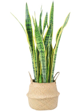 金边虎皮兰客厅大棵绿植吸甲醛的室内盆栽植物好养大型净化空气