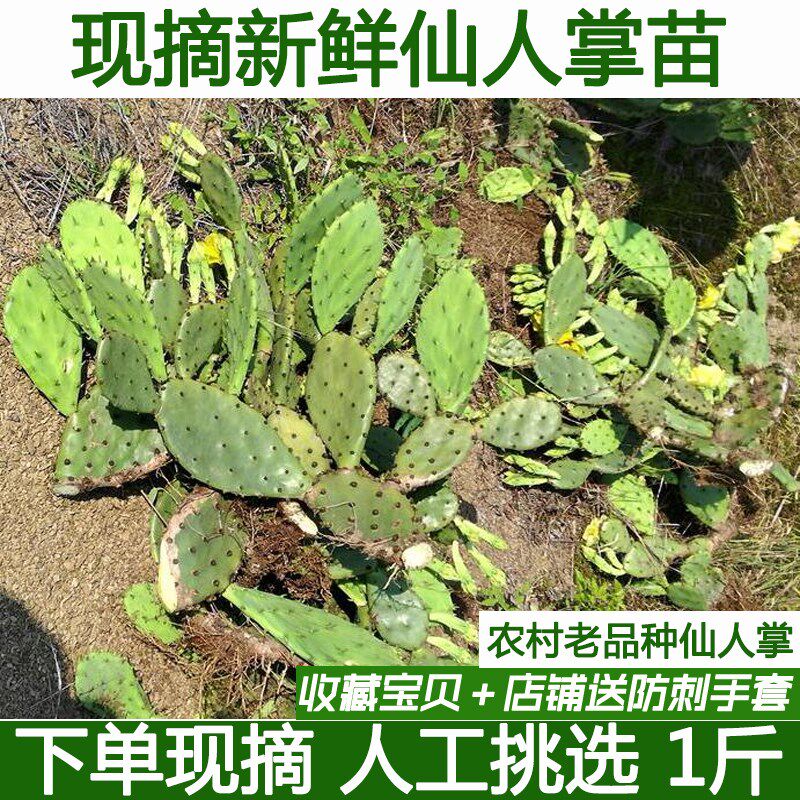 现摘仙人掌苗多肉植物湖北沙地野仙人掌种植苗老片盆栽植物包邮
