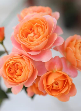 阳台大花微月果汁阳台花苗多头浓香橙色玫瑰花苗盆栽多季开花绿植