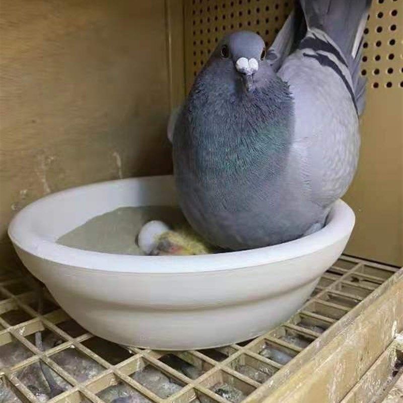 赛鸽用品加厚石膏鸽巢盆孵蛋盆鸽子窝信鸽蛋巢蛋窝防侧翻鸽笼盆巢,宠物/宠物食品及用品,鸟禽其他,淘宝优惠券,粉丝福利购,淘宝优惠卷