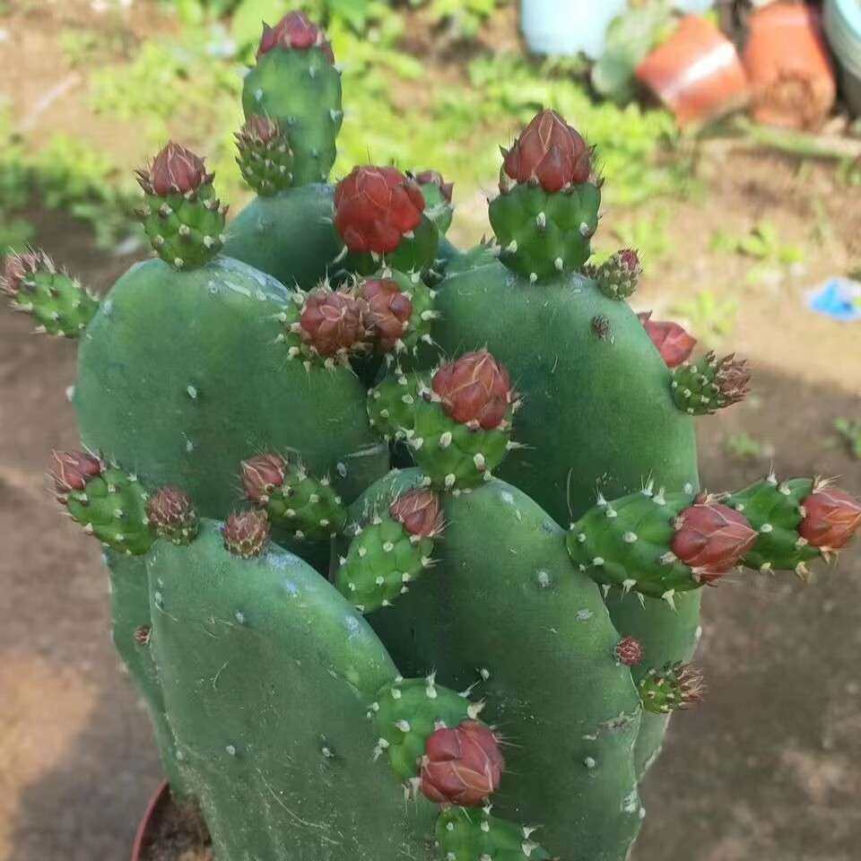 无刺红花胭脂仙人掌食用结果厚片花苞沙生多肉植物室内庭院种植