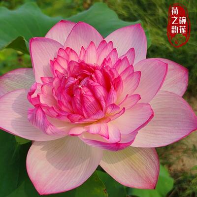 女儿国新品超大荷花藕苗观赏高大荷花重瓣碗莲种藕苗室内阳台庭院