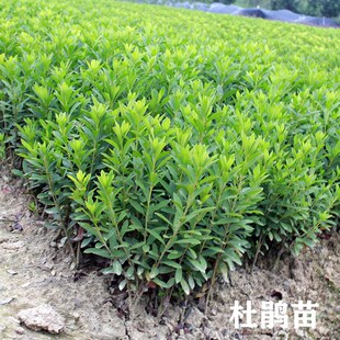 杜鹃花苗春鹃锦绣杜鹃庭院绿篱灌木园林绿化工程毛杜娟小苗春鹃球