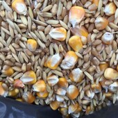 2024年农家新稻谷小麦玉米粒鸽子鸡鸭鹅鸽子宠物饲料鸟食40斤 包邮