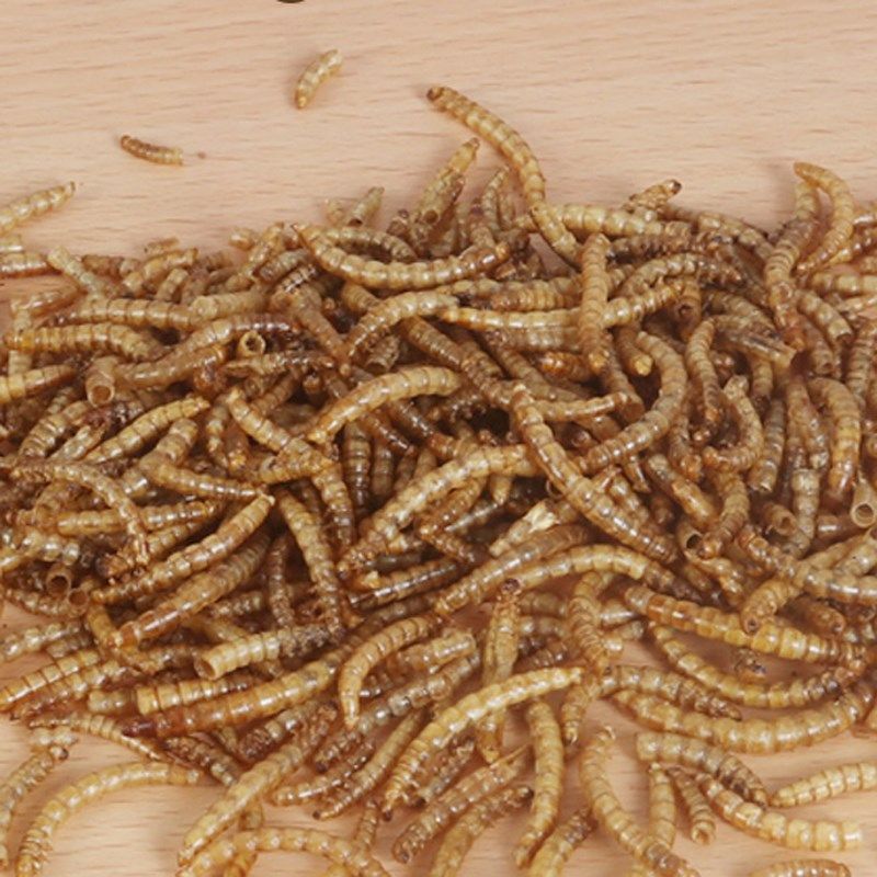 面包虫干五谷虫鸟食仓鼠粮食金丝粮食物主粮小零食饲料黄粉虫干,宠物/宠物食品及用品,爬虫/鸣虫食物,淘宝优惠券,粉丝福利购,淘宝优惠卷