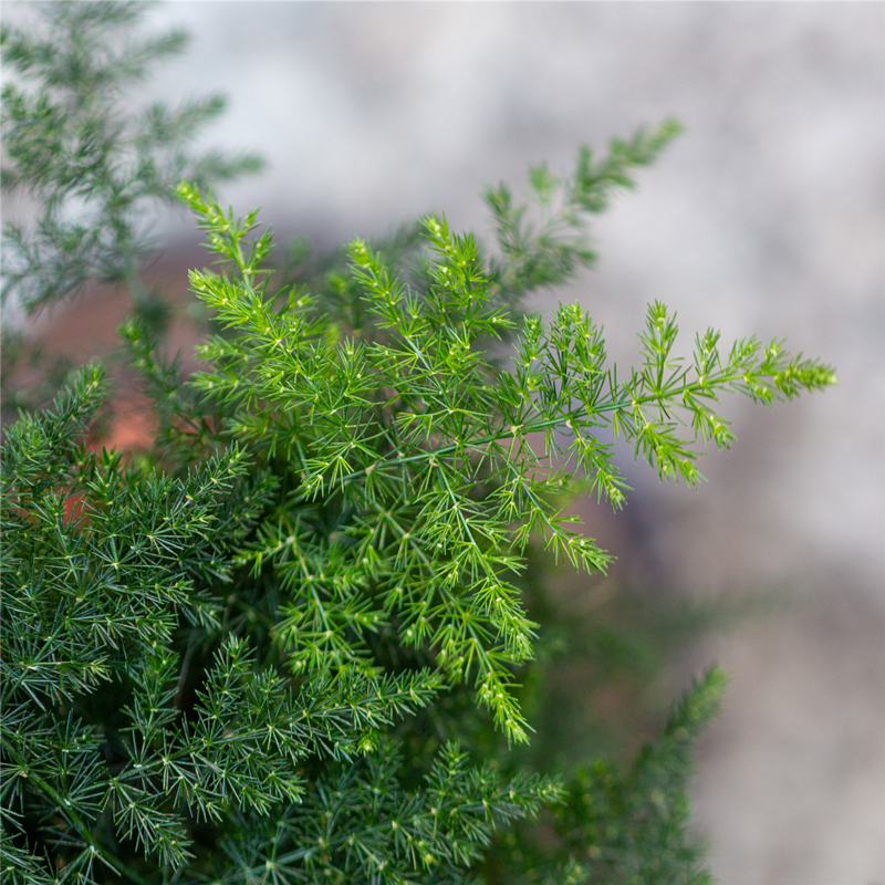 文竹盆景植物室内客厅办公室桌面云竹绿植茶几小摆件中式禅意盆栽