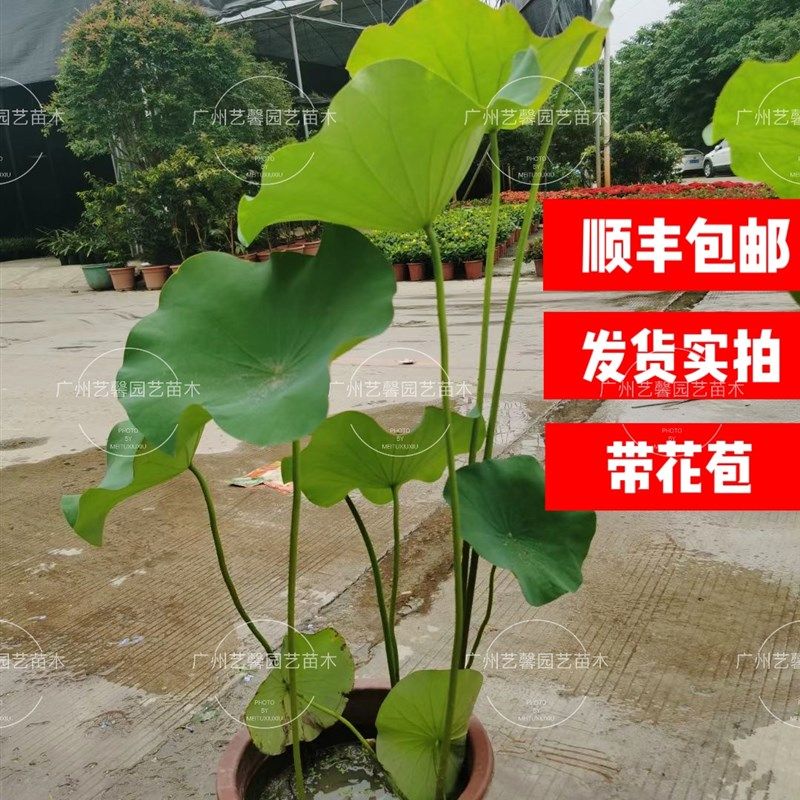 荷花成品带花苞带盆室外水生植物睡莲大型荷花碗莲鱼池hh,鲜花速递/花卉仿真/绿植园艺,时令草本花卉,淘宝优惠券,粉丝福利购,淘宝优惠卷