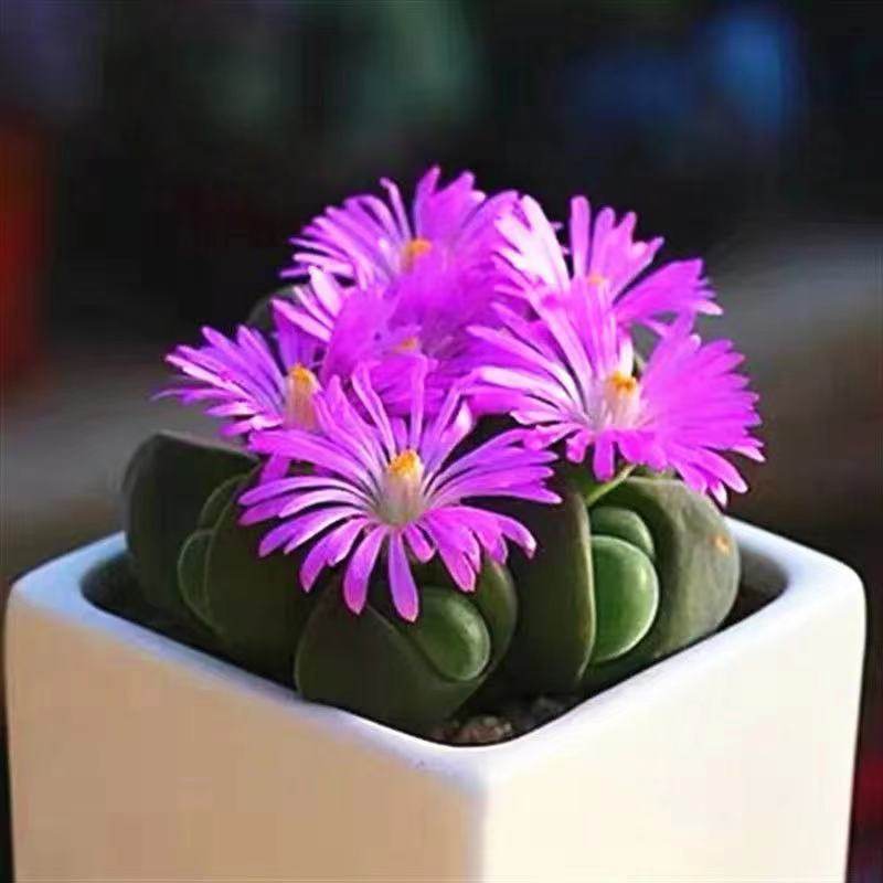 无比玉多肉植物群生多头番杏科肉锥肉肉办公室阳台花卉盆栽防辐射