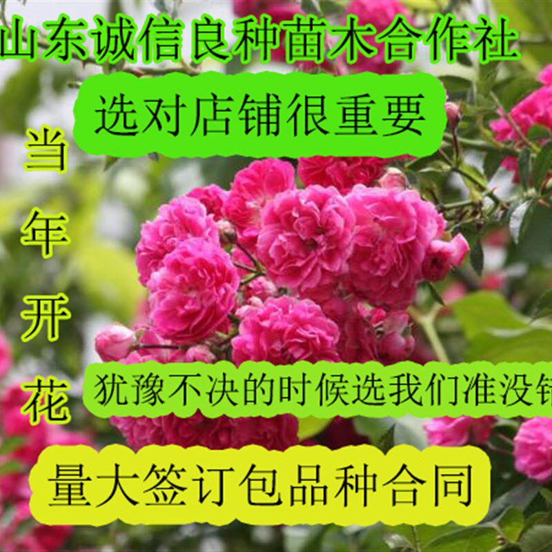 山东老王苗木 四季爬藤蔷薇花苗月季树苗庭院攀援室内开花卉盆栽