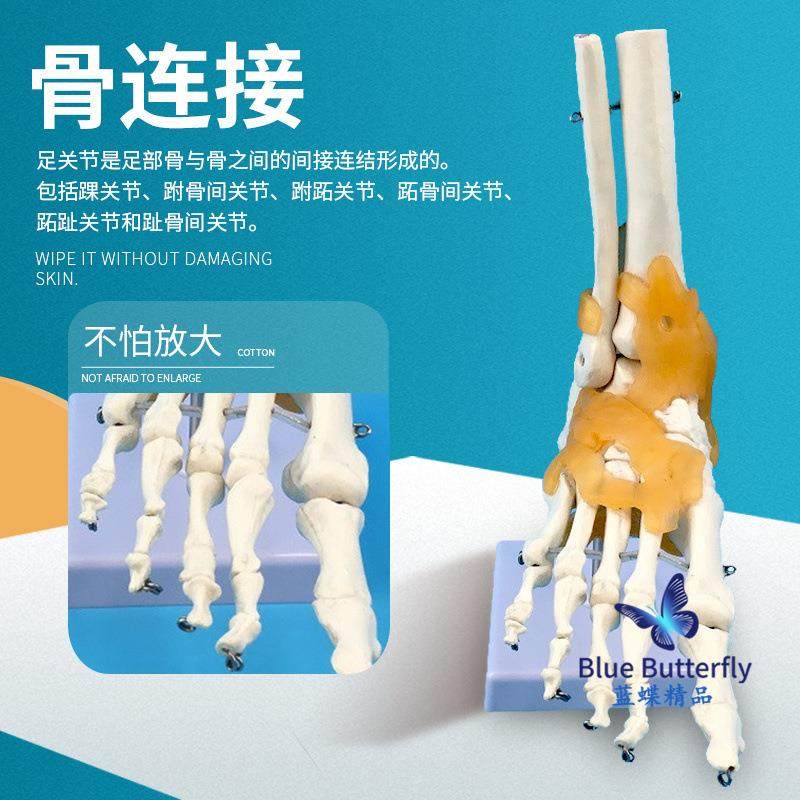 1:1脚型关节883模仿真体关节功能足学部模型人教培训专用骨骼模型,文具电教/文化用品/商务用品,教学标本/模型,淘宝优惠券,粉丝福利购,淘宝优惠卷
