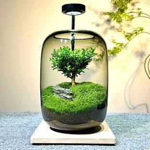 生命之微树苔藓景观创桌面生XRL态苔藓微景观室瓶内植物摆件意送