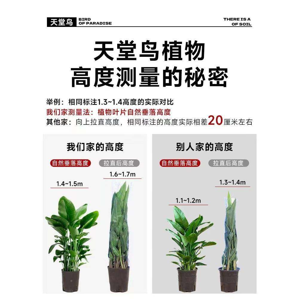 天堂鸟绿厅植室内大型叶办公室花卉四季好养大客植青物鹤望zf7525