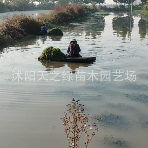 JCJ水水生花卉美人蕉旱伞草水竹再力菖花黄培蒲屈菜苗千池塘湿地